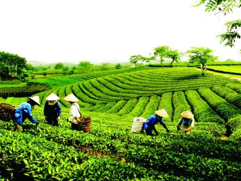 Thái Nguyên: Chú trọng thúc đẩy ứng dụng KHCN, ĐMST và CĐS trong phát triển ngành chè