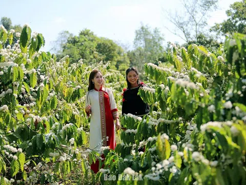 Lễ hội Cà phê Buôn Ma Thuột lần thứ 9 năm 2025 với chủ đề "Buôn Ma Thuột - Điểm đến của cà phê thế giới”