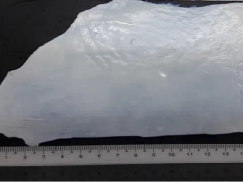 Nhóm nghiên cứu Việt phát triển thành công miếng vá mạch máu từ tim lợn