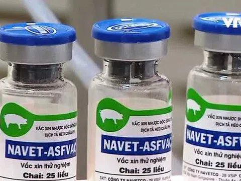 Việt Nam là nước đầu tiên trên thế giới có vaccine thương mại Dịch tả lợn Châu Phi